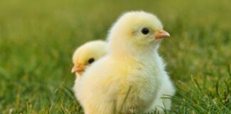 Ile trzeba mieć kur bez rejestracji?