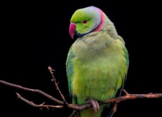 Jak wybrać obroże dla szczeniaka?