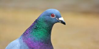 Co oznaczają dwie obrączki u gołębi?