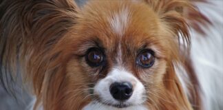 Dlaczego w mieście nie ma małych gołębi?