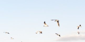 Co zamiast odpieniacza?