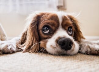 Jak nauczyć psa nie zwracania uwagi na inne psy?