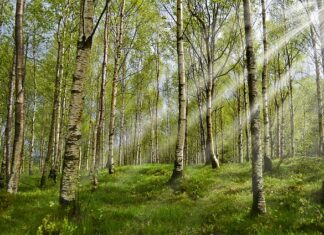 Co jest lepsze dla psa na kleszcze?