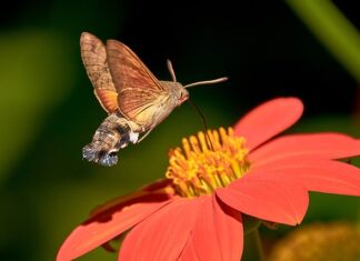 Co oznacza czerwona i zielona obrączką u gołębia?