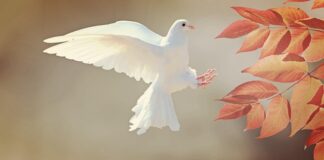 Kiedy gołąb staje się dorosły?