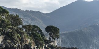 Ile kosztuje obrączką dla gołębi?