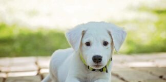 Co zamiast obroży na kleszcze?