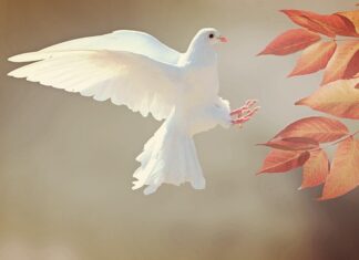 Czym się różni gołąb pocztowy od gołębia skalnego?